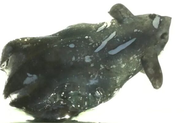Chinese_Scientists_Discover_New_Species_Related_to_Vampire_Squid_in_South_China_Sea