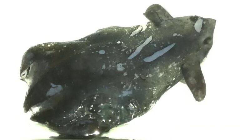 Chinese_Scientists_Discover_New_Species_Related_to_Vampire_Squid_in_South_China_Sea-3 - Khabar Asia Chinese_Scientists_Discover_New_Species_Related_to_Vampire_Squid_in_South_China_Sea