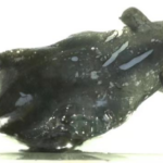 Chinese_Scientists_Discover_New_Species_of_Vampire_Squid