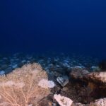 Chinese Scientists Discover Potential New Antibiotics in Deep Sea Microbes