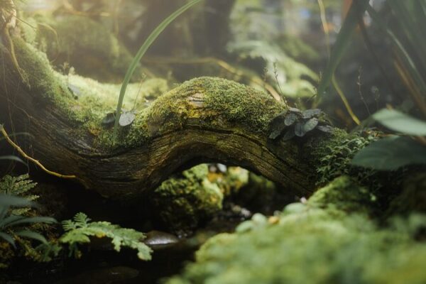 Chinese Scientists Harness Forest Diversity to Boost Carbon Storage Chinese Scientists Harness Forest Diversity to Boost Carbon Storage