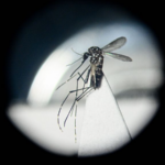 Chinese Scientists Harness Gut Bacteria to Combat Dengue and Zika