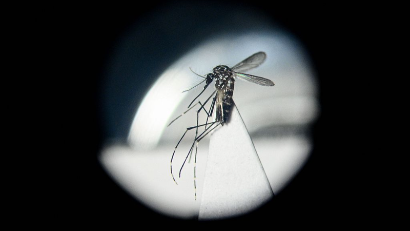 Chinese_Scientists_Harness_Gut_Bacteria_to_Combat_Dengue_and_Zika - Khabar Asia Chinese Scientists Harness Gut Bacteria to Combat Dengue and Zika