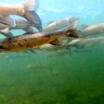 Chinese Scientists Intensify Efforts to Protect Rare Carp Species in Yangtze River Source video poster