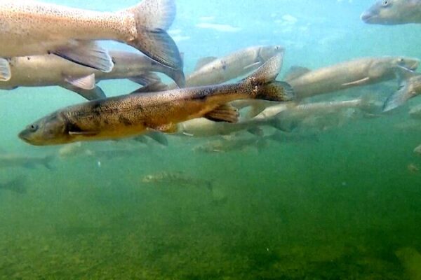 Chinese Scientists Intensify Efforts to Protect Rare Carp Species in Yangtze River Source Chinese Scientists Intensify Efforts to Protect Rare Carp Species in Yangtze River Source video poster