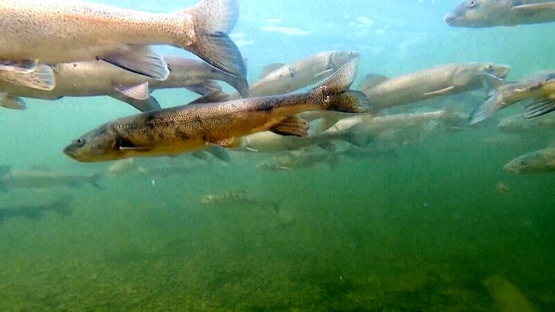 Chinese Scientists Intensify Efforts to Protect Rare Carp Species in Yangtze River Source video poster