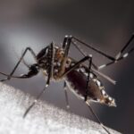 Chinese Scientists Link Indian Ocean Temperatures to Global Dengue Forecasts