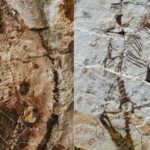 Chinese Scientists Uncover Clues to Early Jurassic Mammal Evolution