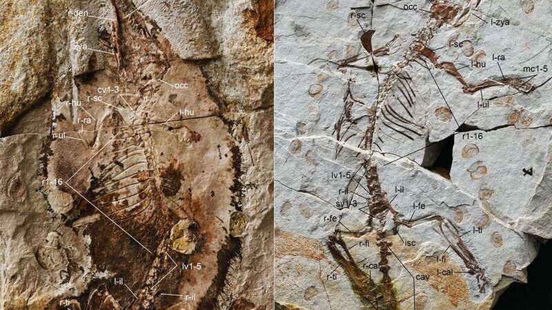 Chinese_Scientists_Uncover_Clues_to_Early_Jurassic_Mammal_Evolution - Khabar Asia Chinese Scientists Uncover Clues to Early Jurassic Mammal Evolution