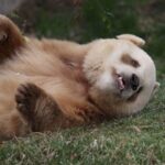 Chinese Scientists Uncover Gene Behind Rare Brown and White Pandas