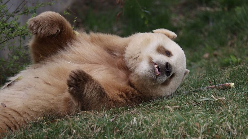 Chinese_Scientists_Uncover_Gene_Behind_Rare_Brown_and_White_Pandas - Khabar Asia Chinese Scientists Uncover Gene Behind Rare Brown and White Pandas
