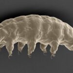 Chinese_Scientists_Uncover_Tardigrades__Secrets_to_Radiation_Resistance