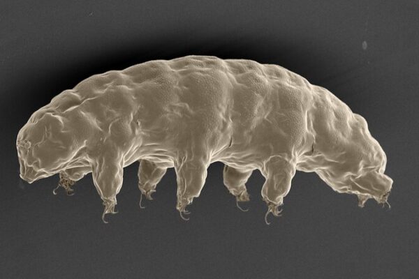 Chinese Scientists Uncover Tardigrades’ Secrets to Radiation Resistance Chinese_Scientists_Uncover_Tardigrades__Secrets_to_Radiation_Resistance