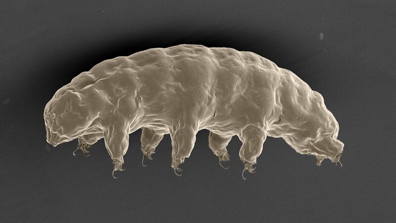 Chinese_Scientists_Uncover_Tardigrades__Secrets_to_Radiation_Resistance - Khabar Asia Chinese_Scientists_Uncover_Tardigrades__Secrets_to_Radiation_Resistance