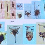 Chinese Scientists Unlock Antarctic Plankton Secrets after Epic Expedition video poster