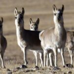 Chinese_Scientists_Unlock_Genome_Secrets_of_Rare_Tibetan_Antelope