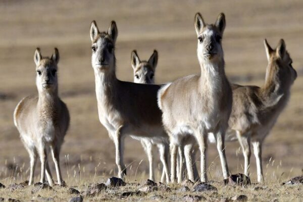Chinese Scientists Unlock Genome Secrets of Rare Tibetan Antelope Chinese_Scientists_Unlock_Genome_Secrets_of_Rare_Tibetan_Antelope