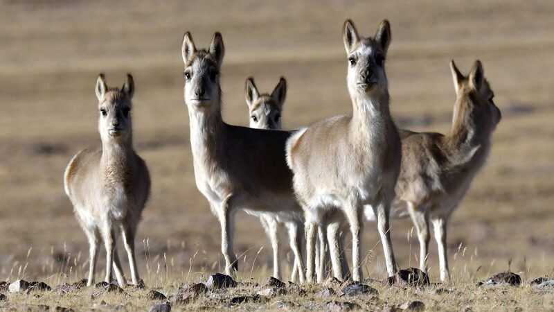 Chinese_Scientists_Unlock_Genome_Secrets_of_Rare_Tibetan_Antelope - Khabar Asia Chinese_Scientists_Unlock_Genome_Secrets_of_Rare_Tibetan_Antelope