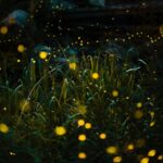 Chinese Scientists Unlock Secrets of Fireflies' Bioluminescent Light Organs