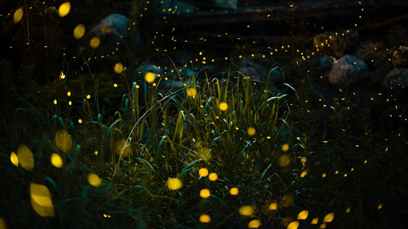 Chinese_Scientists_Unlock_Secrets_of_Fireflies_Bioluminescent_Light_Organs - Khabar Asia Chinese Scientists Unlock Secrets of Fireflies' Bioluminescent Light Organs