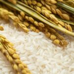 Chinese Scientists Unveil 100,000-Year Evolution of Rice from Wild to Domesticated