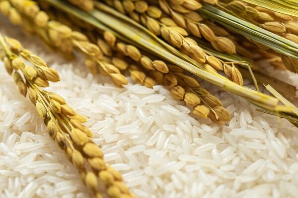 Chinese Scientists Unveil 100,000-Year Evolution of Rice from Wild to Domesticated Chinese Scientists Unveil 100,000-Year Evolution of Rice from Wild to Domesticated