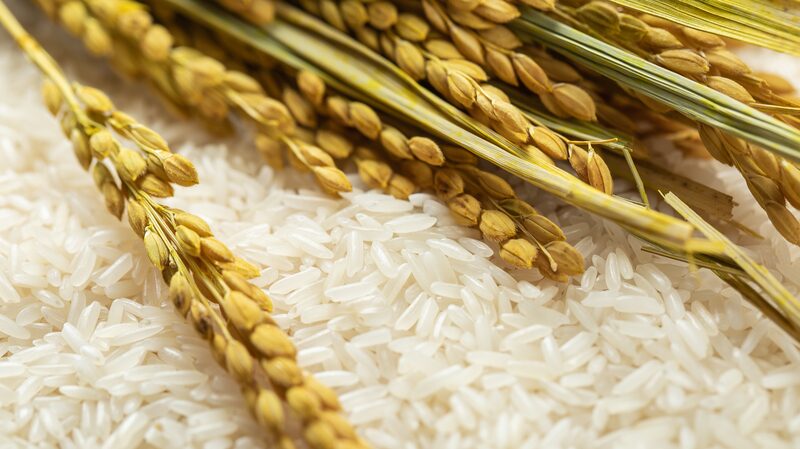Chinese_Scientists_Unveil_100000-Year_Evolution_of_Rice_from_Wild_to_Domesticated - Khabar Asia Chinese Scientists Unveil 100,000-Year Evolution of Rice from Wild to Domesticated