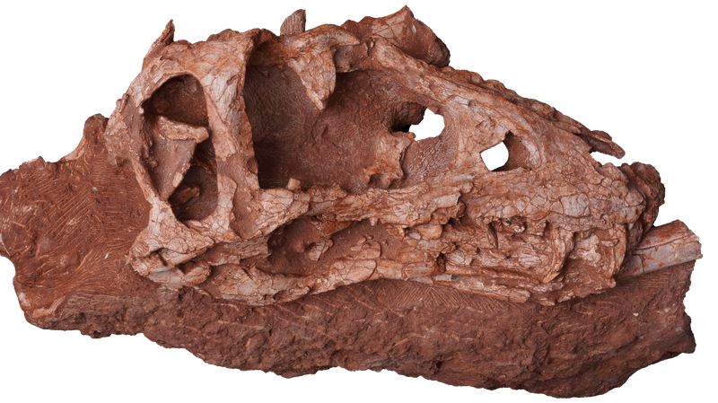 Chinese_Scientists_Unveil_New_Tyrannosaur_Species__Asiatyrannus_xui_ - Khabar Asia Chinese_Scientists_Unveil_New_Tyrannosaur_Species__Asiatyrannus_xui_