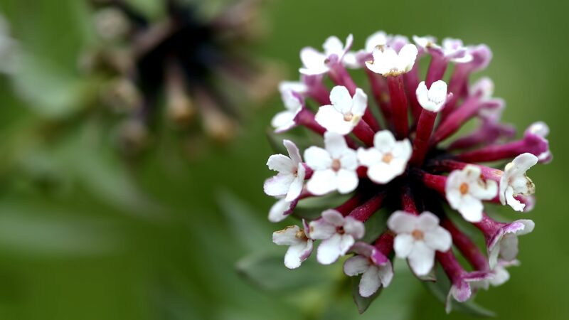 Chinese Stellera: The 1,000-Year-Old Papermaking Tradition of Tibet's Highlands video poster