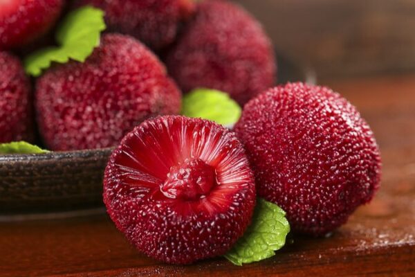 Chinese Waxberry Growers Gear Up to Meet Global Demand Chinese_Waxberry_Growers_Gear_Up_to_Meet_Global_Demand