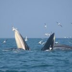 Chinese_White_Dolphins_Reclaim_Ocean_Paradise_in_South_China_s_Qinzhou