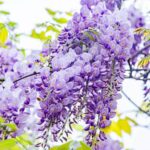 Chinese Wisteria Blooms Transform Ganzhou Park into Spring Paradise