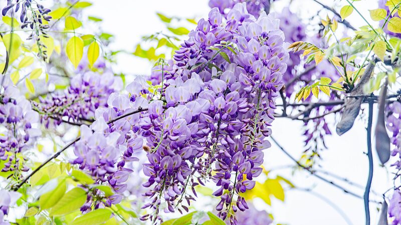 Chinese_Wisteria_Blooms_Transform_Ganzhou_Park_into_Spring_Paradise - Khabar Asia Chinese Wisteria Blooms Transform Ganzhou Park into Spring Paradise