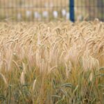 Chinese and British Scientists Unlock Unused Wheat Diversity to Boost Global Food Security