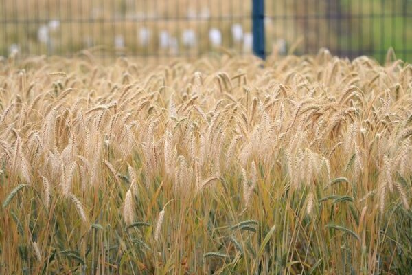 Chinese and British Scientists Unlock Unused Wheat Diversity to Boost Global Food Security Chinese and British Scientists Unlock Unused Wheat Diversity to Boost Global Food Security