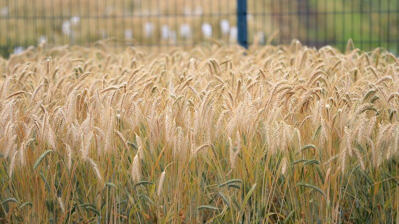 Chinese_and_British_Scientists_Unlock_Unused_Wheat_Diversity_to_Boost_Global_Food_Security - Khabar Asia Chinese and British Scientists Unlock Unused Wheat Diversity to Boost Global Food Security