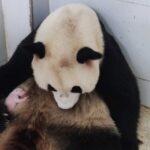 Chongqing_Zoo_Welcomes_New_Giant_Panda_Cub