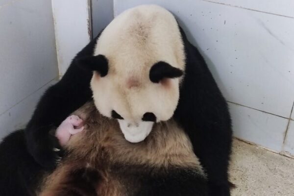 Chongqing_Zoo_Welcomes_New_Giant_Panda_Cub