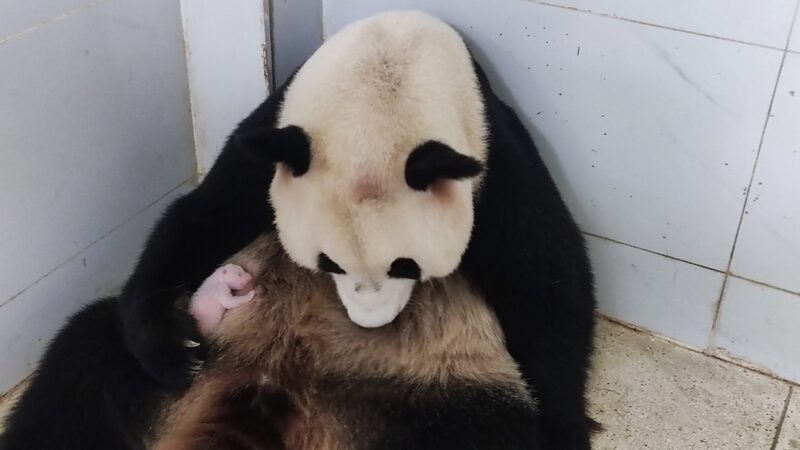 Chongqing_Zoo_Welcomes_New_Giant_Panda_Cub - Khabar Asia Chongqing_Zoo_Welcomes_New_Giant_Panda_Cub