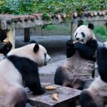Chongqing Zoo's Giant Pandas Embrace Winter Leisure