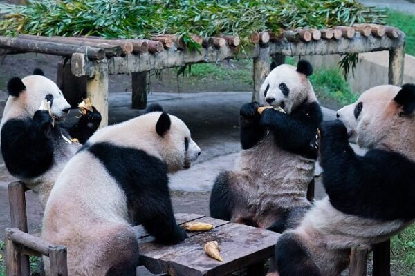 Chongqing Zoo’s Giant Pandas Embrace Winter Leisure Chongqing Zoo's Giant Pandas Embrace Winter Leisure