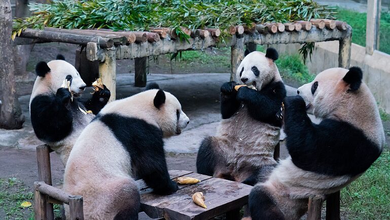 Chongqing_Zoos_Giant_Pandas_Embrace_Winter_Leisure - Khabar Asia Chongqing Zoo's Giant Pandas Embrace Winter Leisure