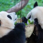 Chongqing Zoo's Twin Panda Cubs Thrive as Second Birthday Nears