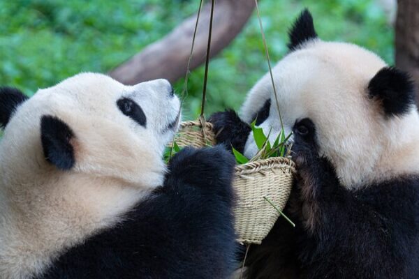 Chongqing Zoo’s Twin Panda Cubs Thrive as Second Birthday Nears Chongqing Zoo's Twin Panda Cubs Thrive as Second Birthday Nears
