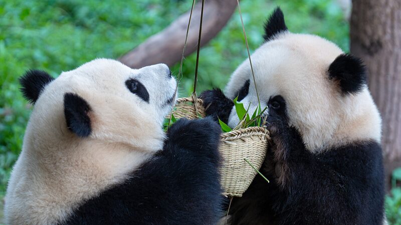 Chongqing_Zoos_Twin_Panda_Cubs_Thrive_as_Second_Birthday_Nears - Khabar Asia Chongqing Zoo's Twin Panda Cubs Thrive as Second Birthday Nears