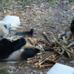 Chongqing_s_Giant_Pandas_Lounge_on_Ice_Blocks_Amid_40_C_Heatwave