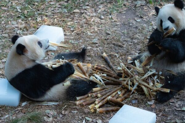 Chongqing’s Giant Pandas Lounge on Ice Blocks Amid 40°C Heatwave Chongqing_s_Giant_Pandas_Lounge_on_Ice_Blocks_Amid_40_C_Heatwave