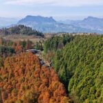 Chongqing_s_Shanwangping_Ecopark_Unveils_Stunning_Dual_Color_Forest