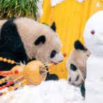 Chongqing's Panda Twins Yu Ke and Yu Ai Enjoy Snow and Treats on New Year's Day