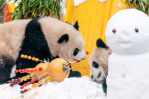 Chongqing’s Panda Twins Yu Ke and Yu Ai Enjoy Snow and Treats on New Year’s Day Chongqing's Panda Twins Yu Ke and Yu Ai Enjoy Snow and Treats on New Year's Day